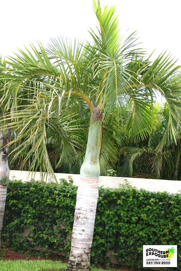 Spindle Palm Tree